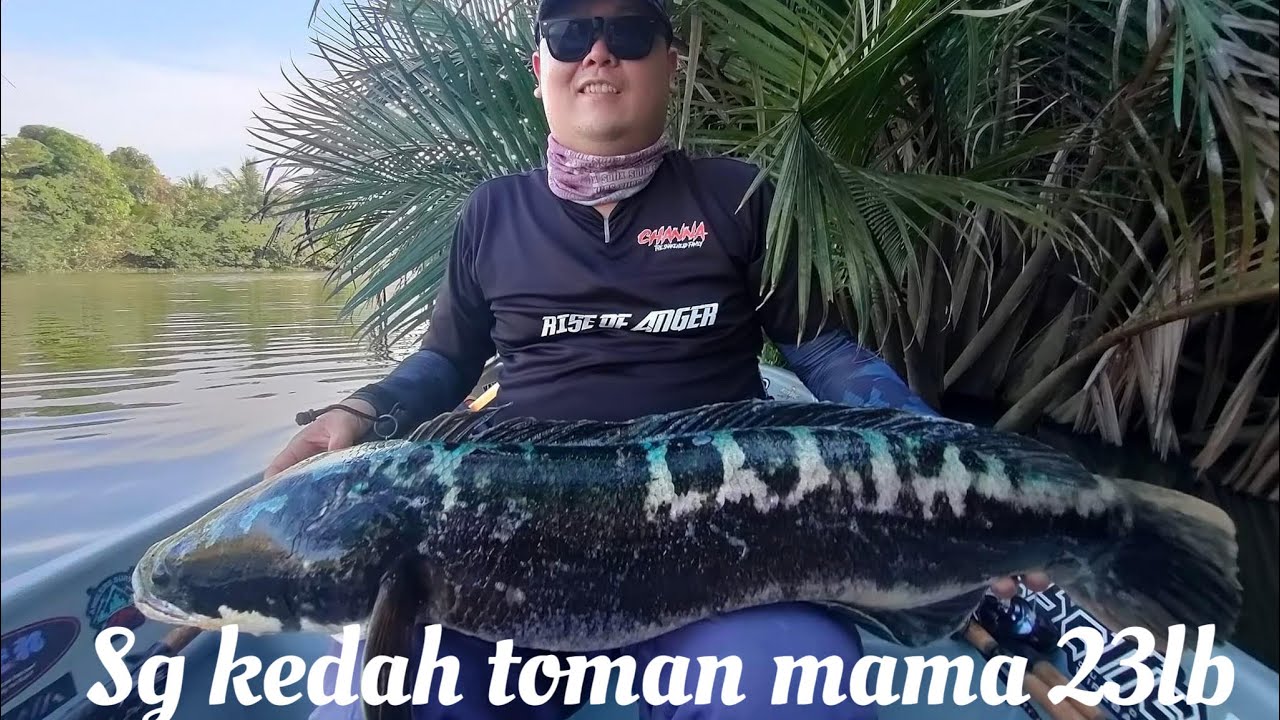 Sg kedah toman rekod peribadi 23lbs/Ironman the throne/daiwa zillion hd18 ,subscribe like comment tq