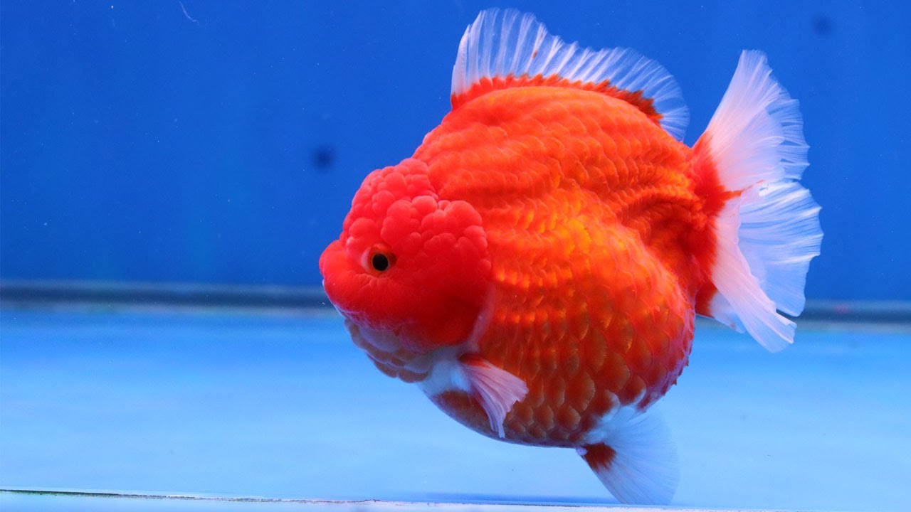 The most beautiful fish on earth | Best beautiful quality goldfish