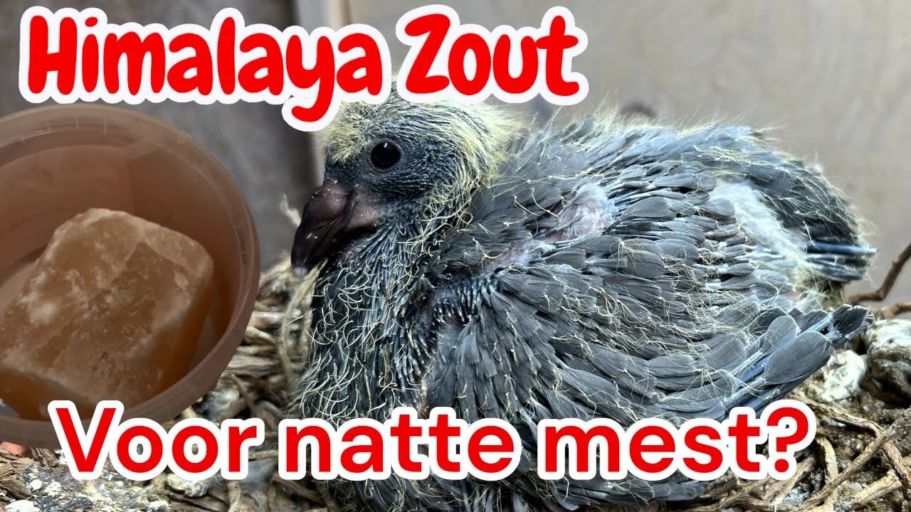 Himalaya zout voor natte mest | Welke kleur wordt dit? | Postduiven |
