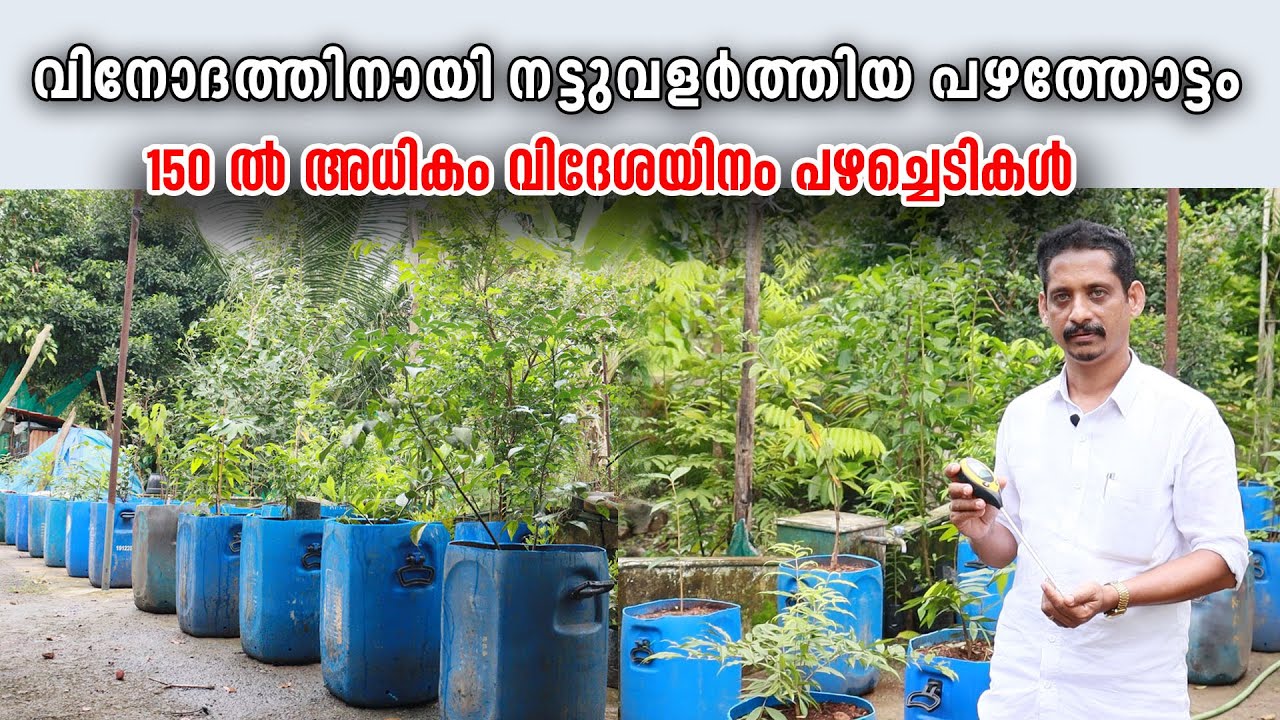 വിനോദത്തിനായി നട്ടുവളർത്തിയ പഴത്തോട്ടം|150 -ൽ അധികം വിദേശയിനം പഴച്ചെടികൾ|Fruit Trees in Containers