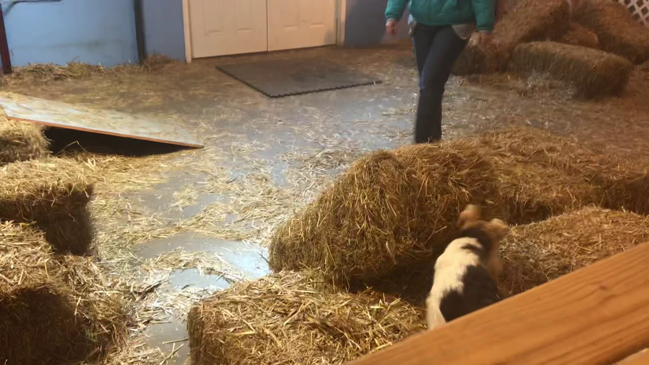 Wire Fox Terrier Taggart Barn Hunt Masters