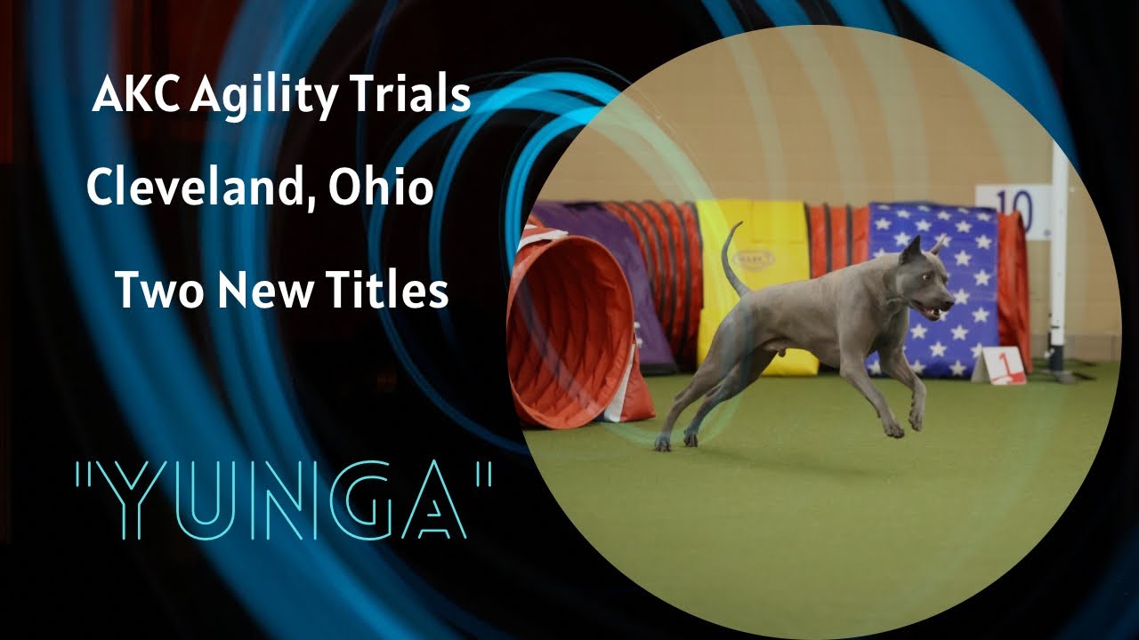 AKC Agility Novice FAST by Thai Ridgeback  