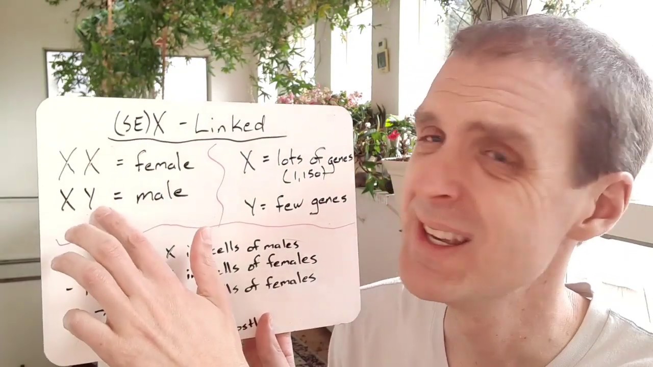 Mendelian Genetics - Let's Talk about X