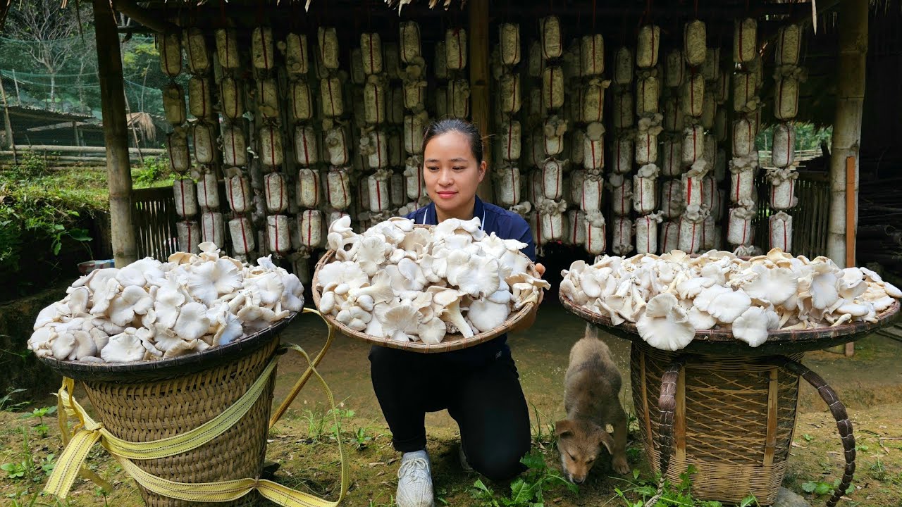 Mushroom Species Process - Harvest Mushroom Goes to market sell - Cooking