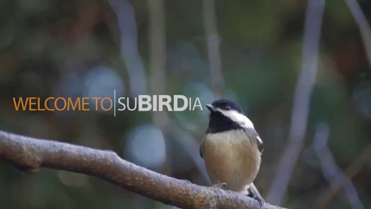 Make Your Yard More Bird-Friendly