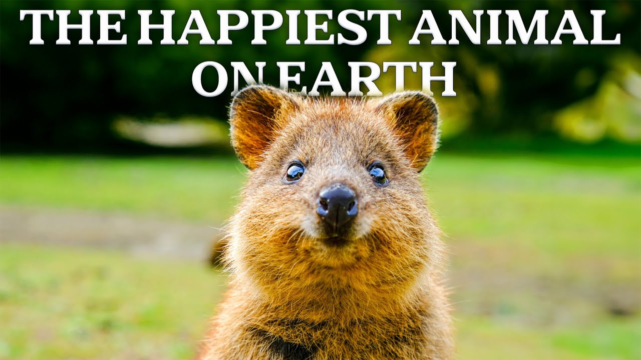 Why The Quokka Only Lives On This Australian Island