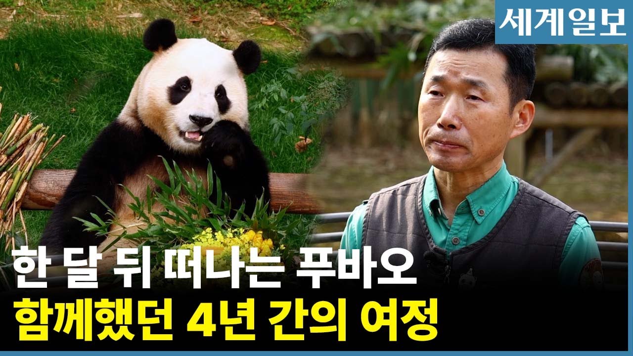 푸바오 공개 마지막 날…강철원 사육사 “저에게 푸바오는 첫 정…평생 잊지 못해”