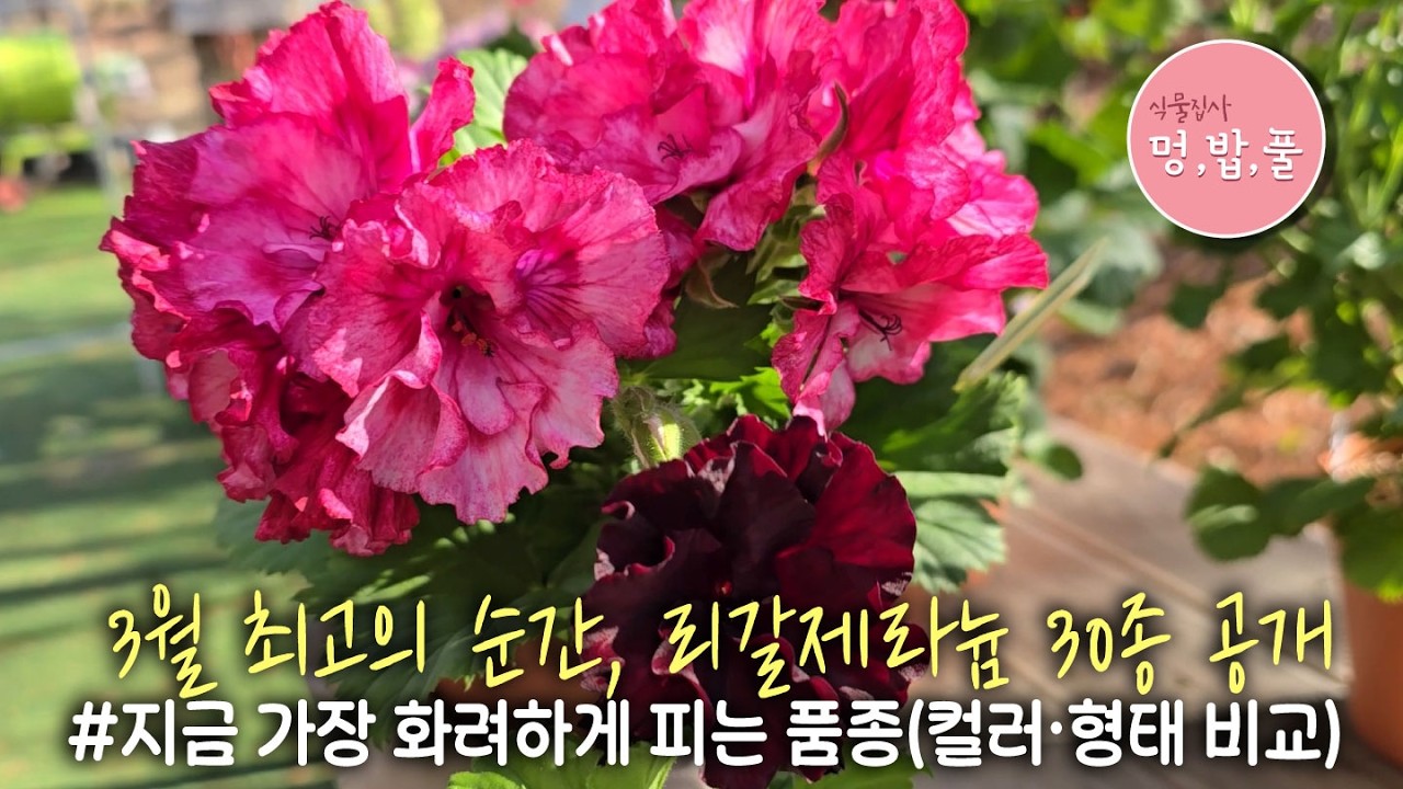 제라늄,3월 최고의 순간, 리갈제라늄 30종 공개 March in Full Bloom: 30 Regal Geraniums You Must See  #pelargonium