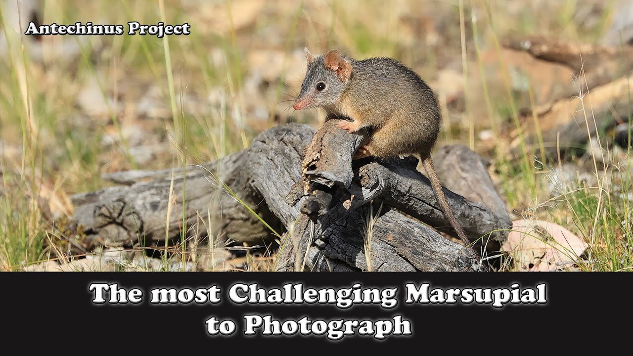 Patience & Persistence : Wildlife photography