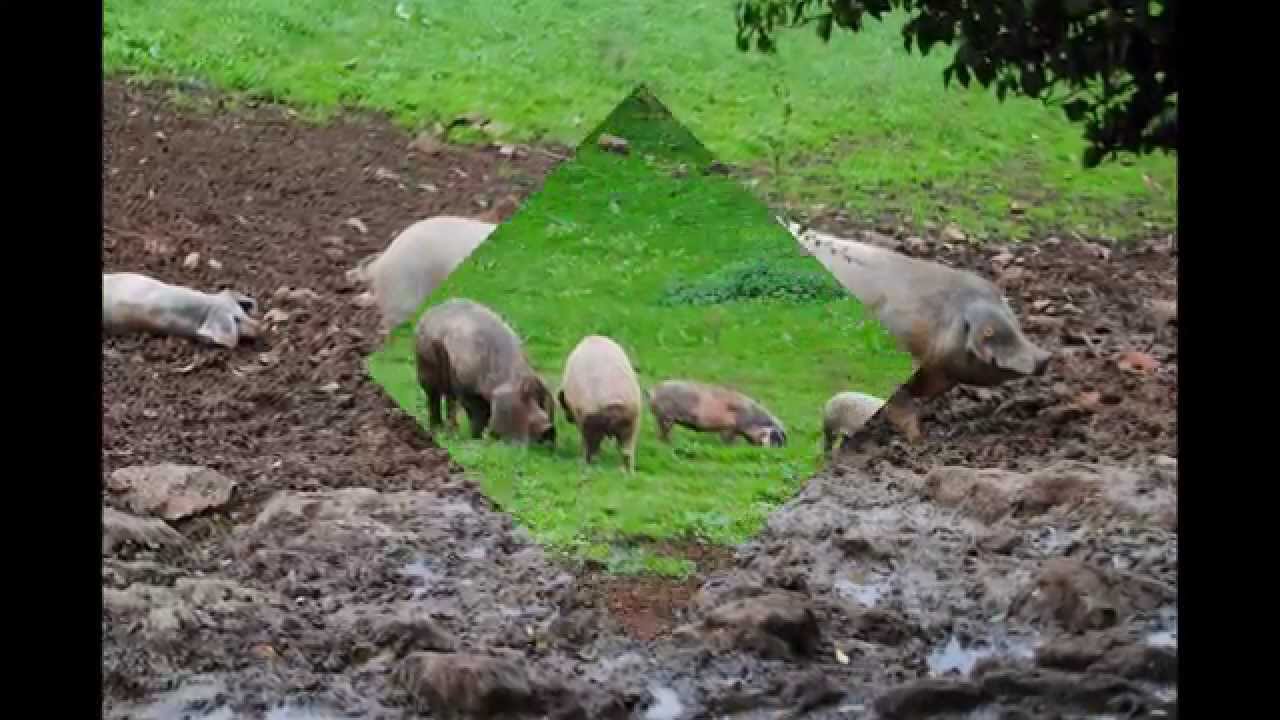 El gochu asturcelta