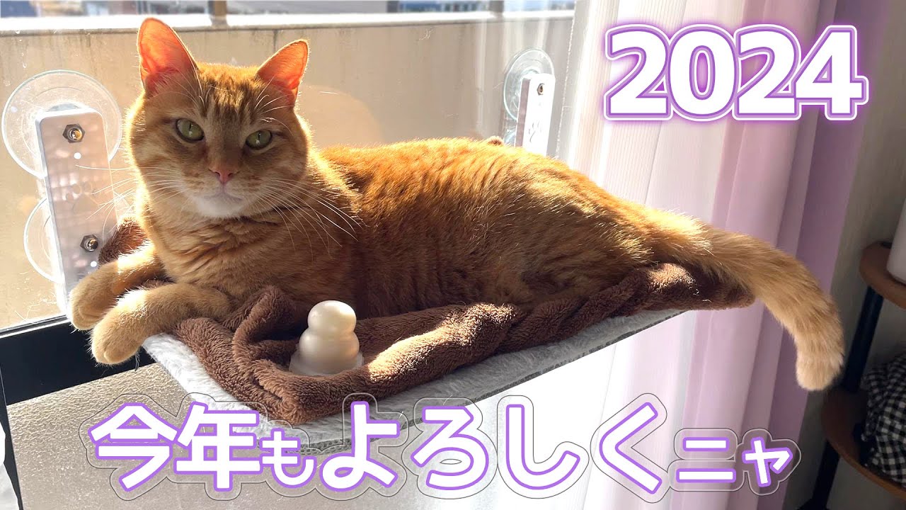 《2024》今年もよろしくお願いします【茶トラ猫つくね】