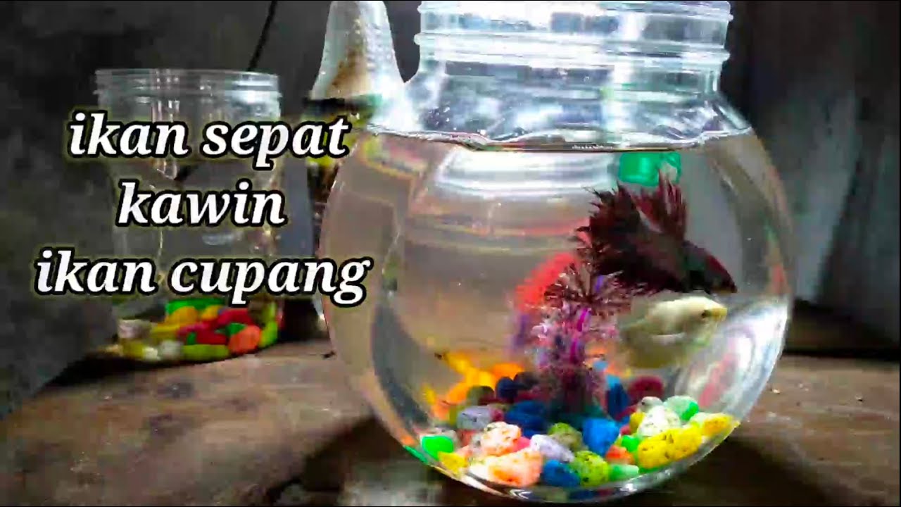 Cara perkawinan silang ikan sepat dengan ikan cupang di aquarium mini
