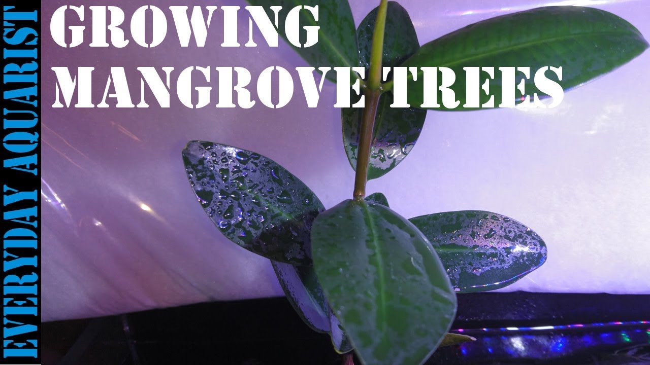 How To Grow Mangrove Tree In Your Aquarium