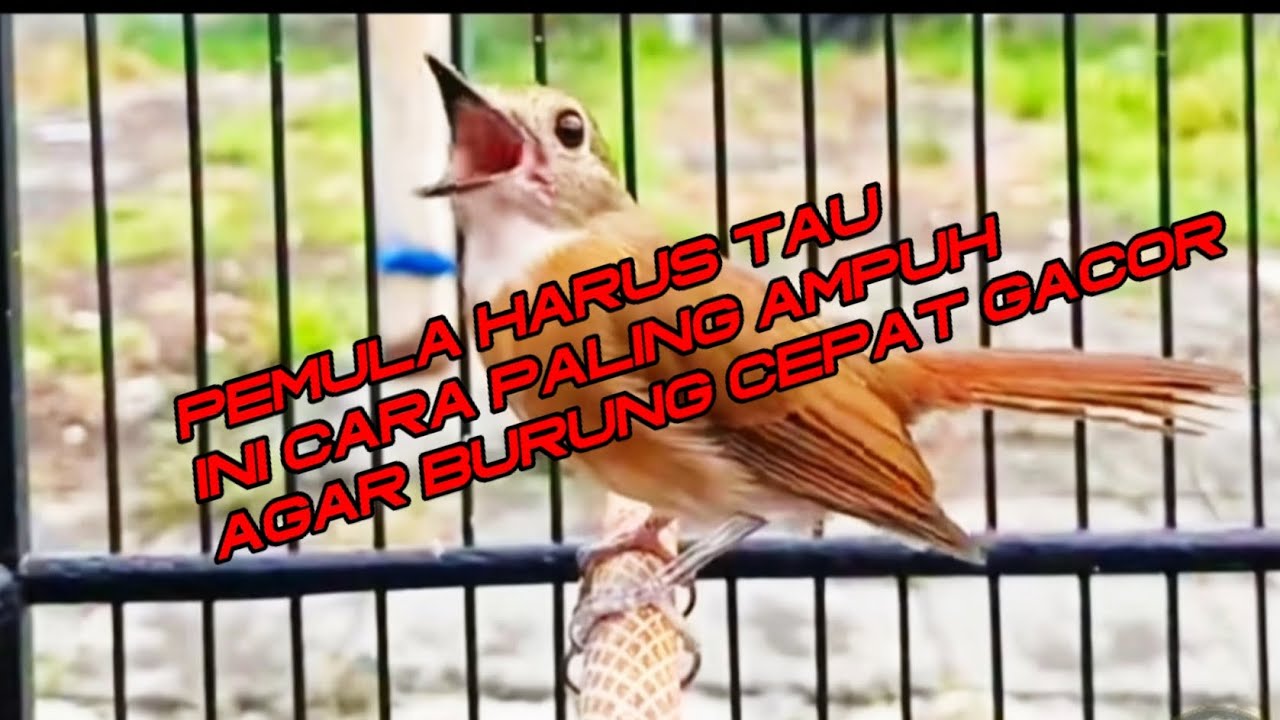 MASTERAN sikatan Rimba Dada Cokelat Full materi #srdc #burungmania