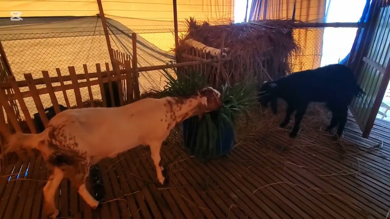 নতুন যারা ছাগল খামার করতে যাচ্ছেন তারা অবশ্যই এই ভিডিওটা দেখবেন। #কৃষিখামারি