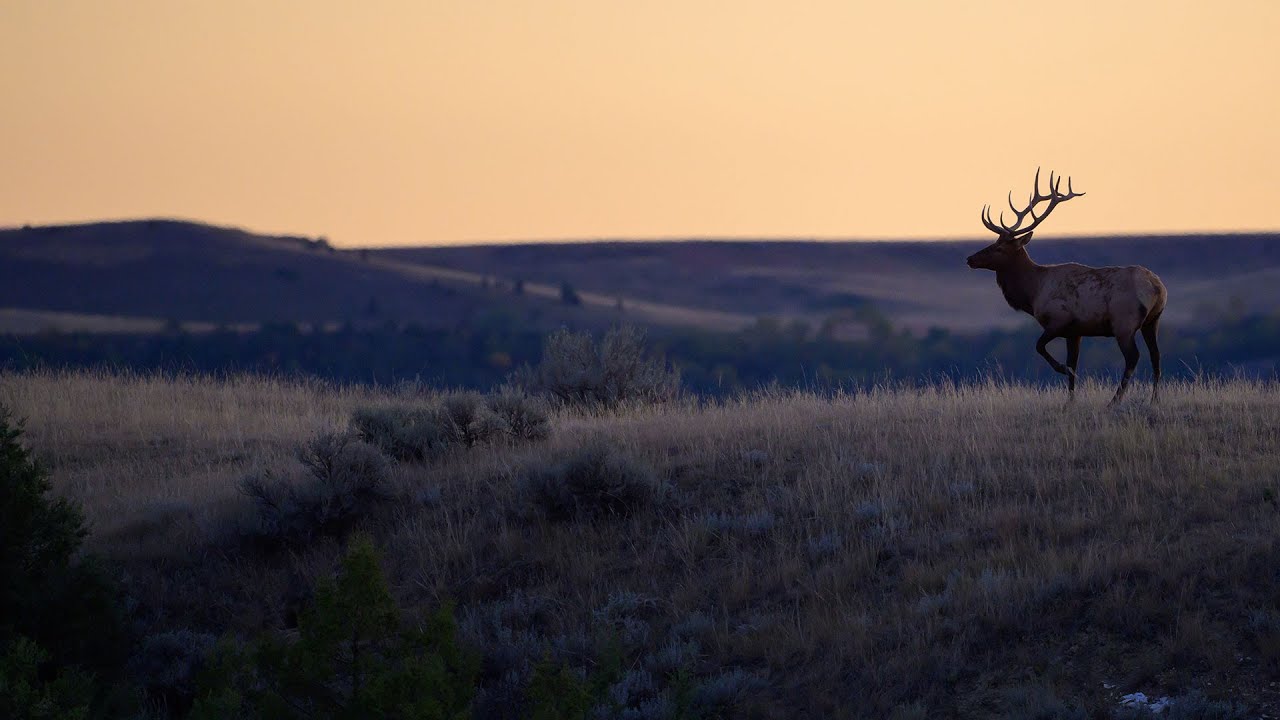 Elk Study Results - NDGF - 06-05-2025