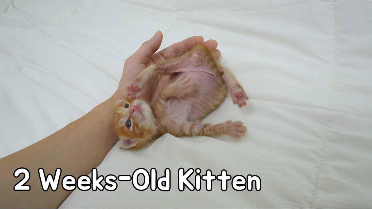 Small Routine, Clumsy Movement of a 2-Week-Old Kitten