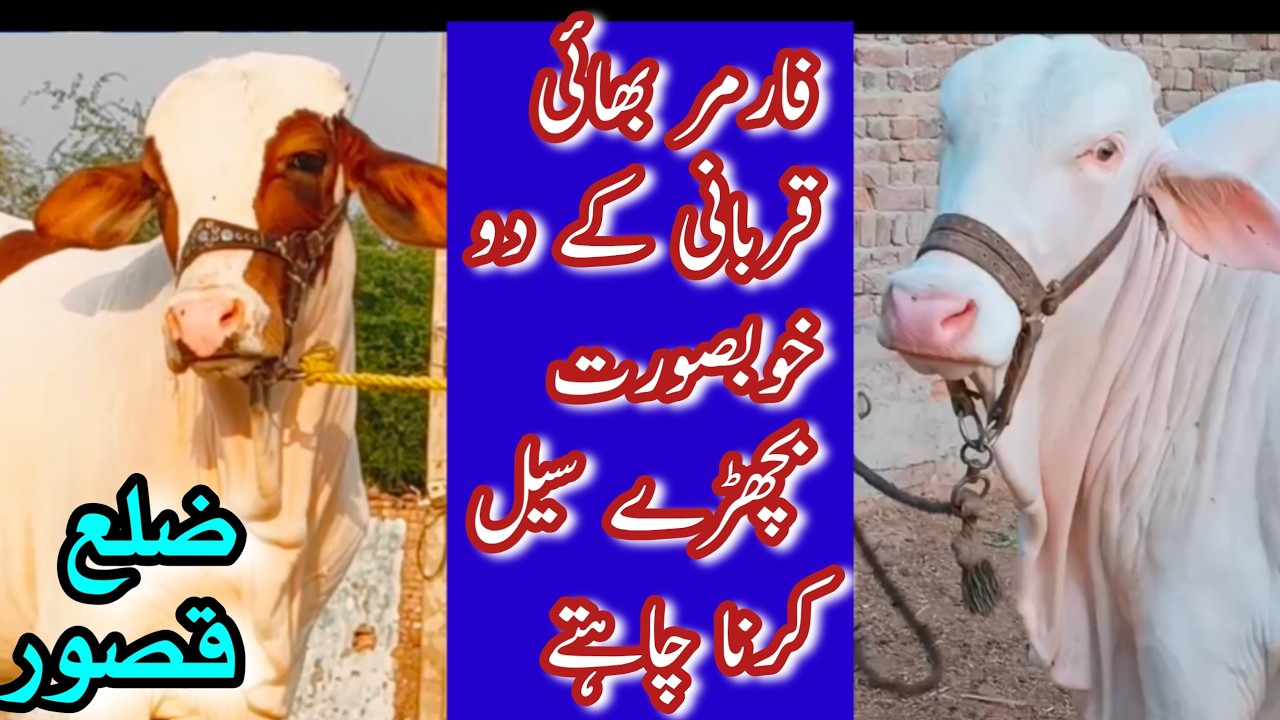 BEAUTIFUL BACHRAY FOR QURBANI 2026