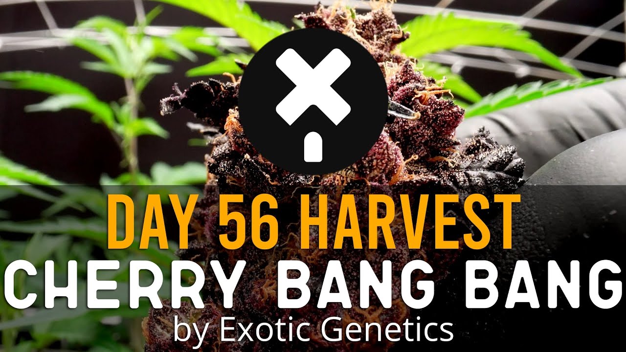 Cherry Bang Bang - Day 56 Flower New Cannabis Strain For 2023