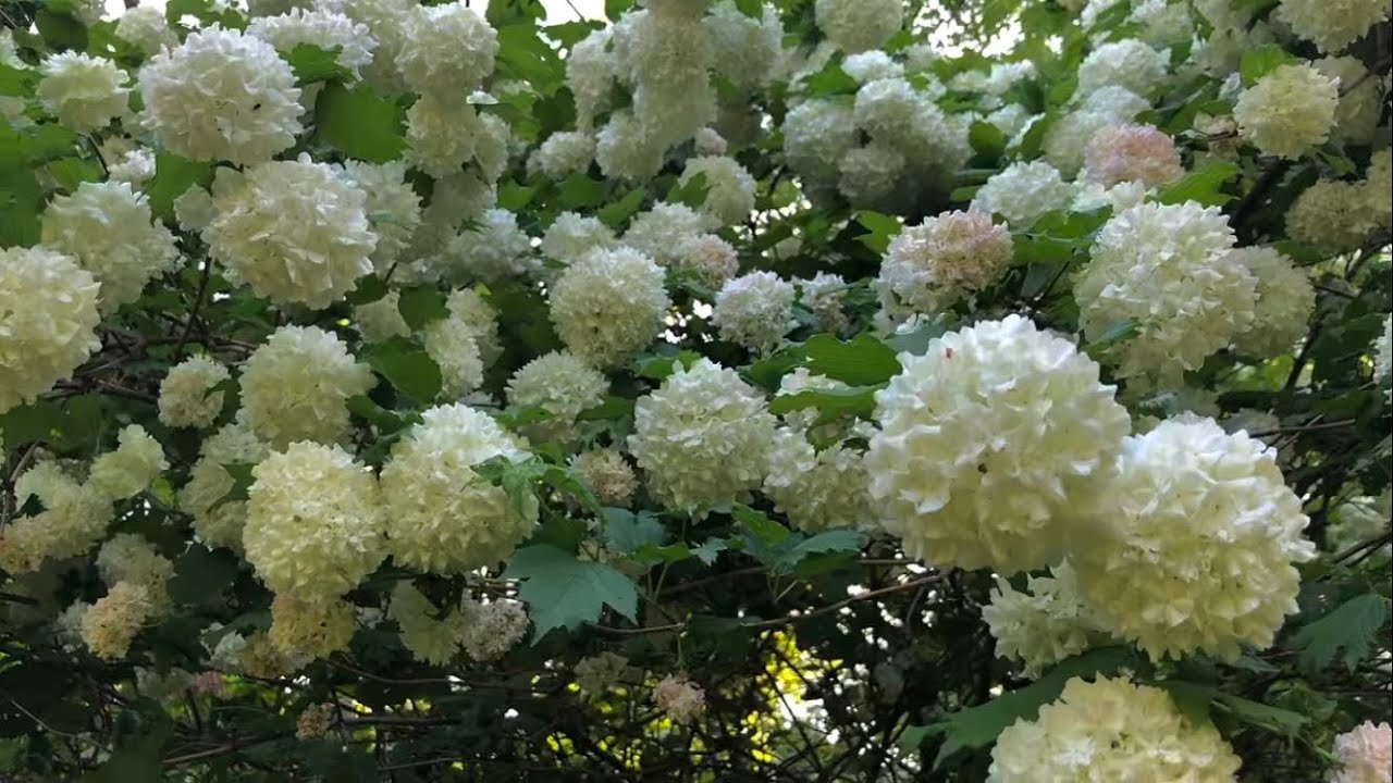 Kalina koralowa Roseum i jej wielkie białe kule