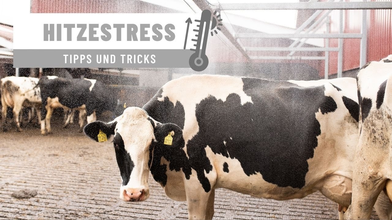 Was tun gegen Hitzestress - THI Messung (Feldhof Garrelts GbR)
