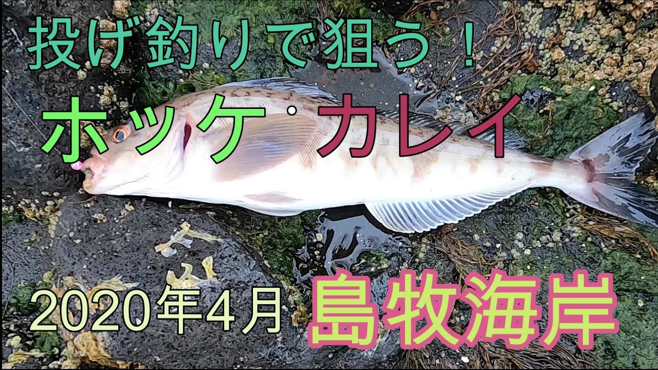 爆釣？島牧海岸、投げ釣りホッケ・カレイ編！