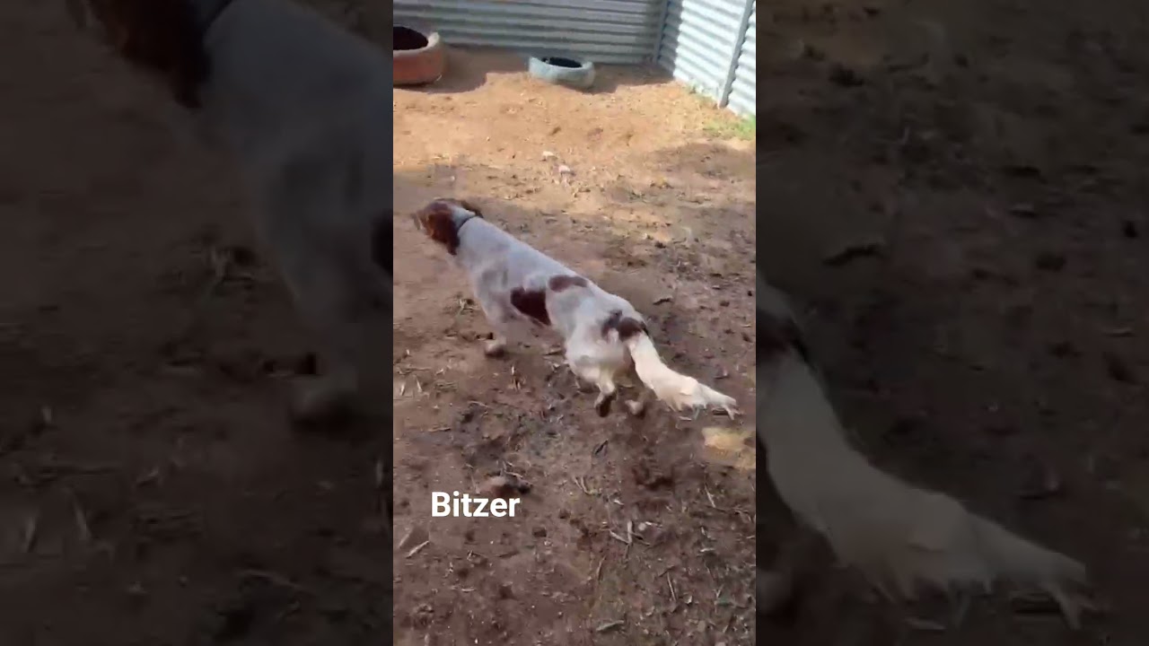 Bitzer