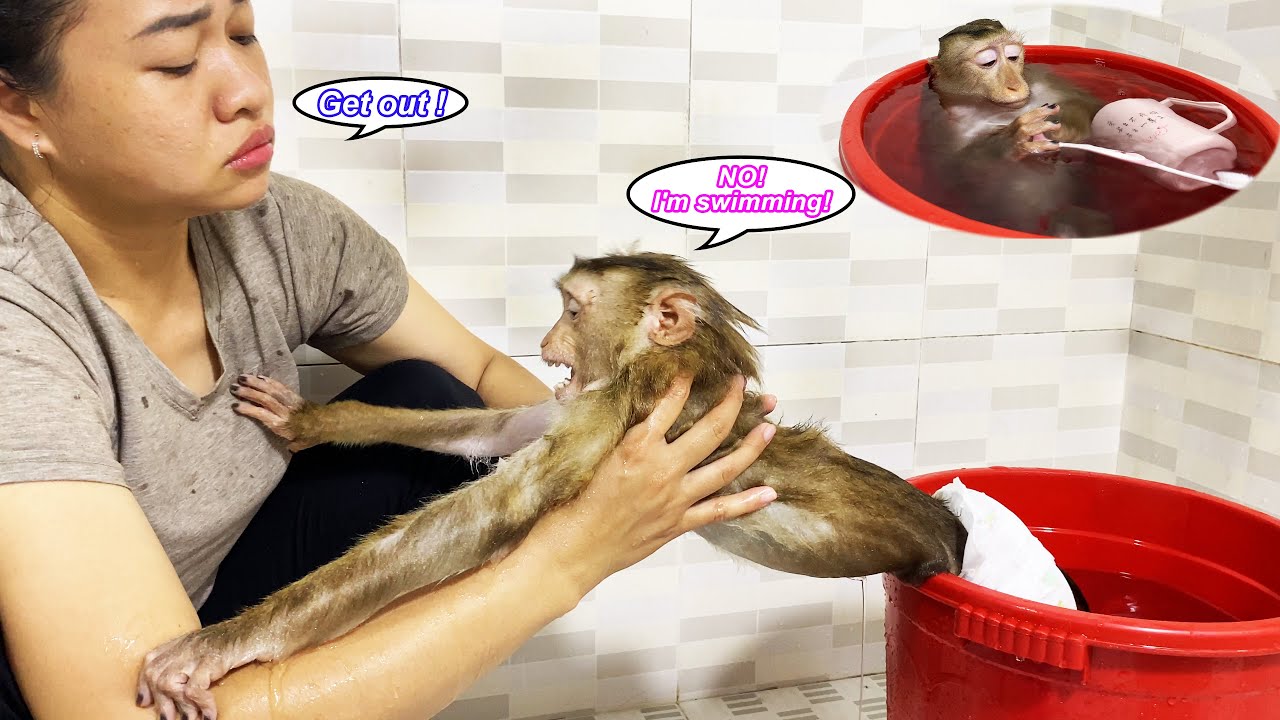 Mom... Stop it right now! Monkey Lyly stubbornly wanted to do this in the morning and the ending...