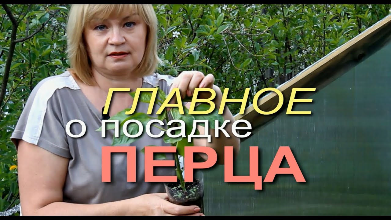 ВАЖНЫЕ ОСОБЕННОСТИ ПРИ ПОСАДКЕ ПЕРЦА! Советы от ЗЕЛЕНОГО ОГОРОДА!