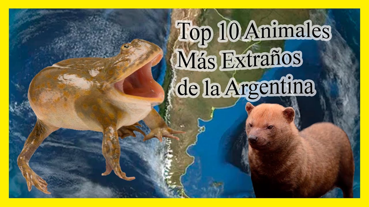 Top 10 animales m&aacute;s extra&ntilde;os de la Argentina