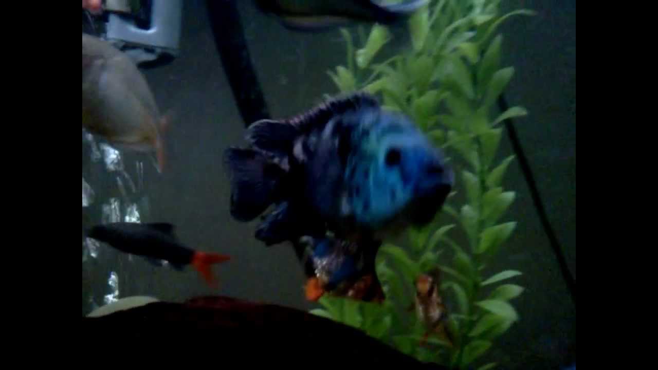 Life of my 2 Electric Blue Jack Dempsey EBJD Aquarium some Gopro underwater