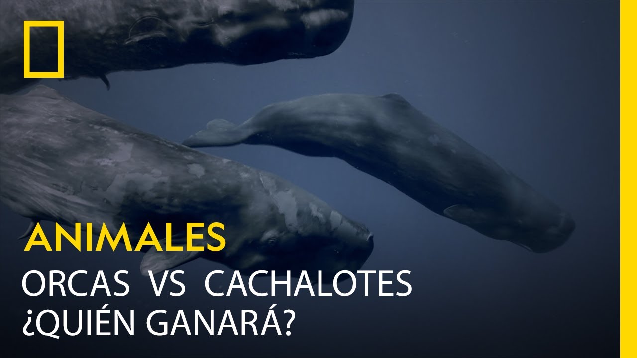 Orcas contra cachalotes &iquest;qui&eacute;n ganar&aacute;? |LOS M&Aacute;S PELIGROSOS DE &Aacute;FRICA | NATIONAL GEOGRAPHIC ESPA&Ntilde;A