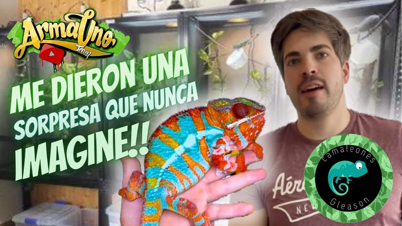 Hablando de camaleón pantera 🦎 CAMALEONES GLEASON 🐊