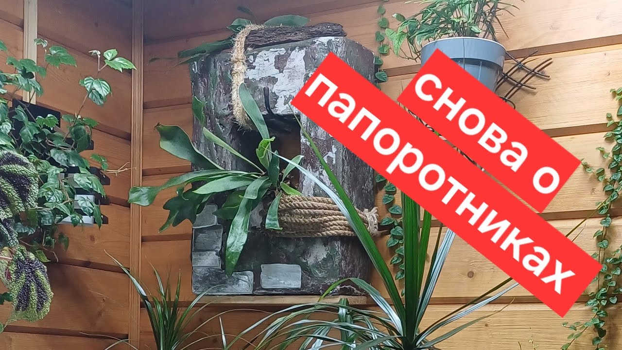 мои папоротники || старые и новые посадки с папоротниками || обзор коллекции папоротников