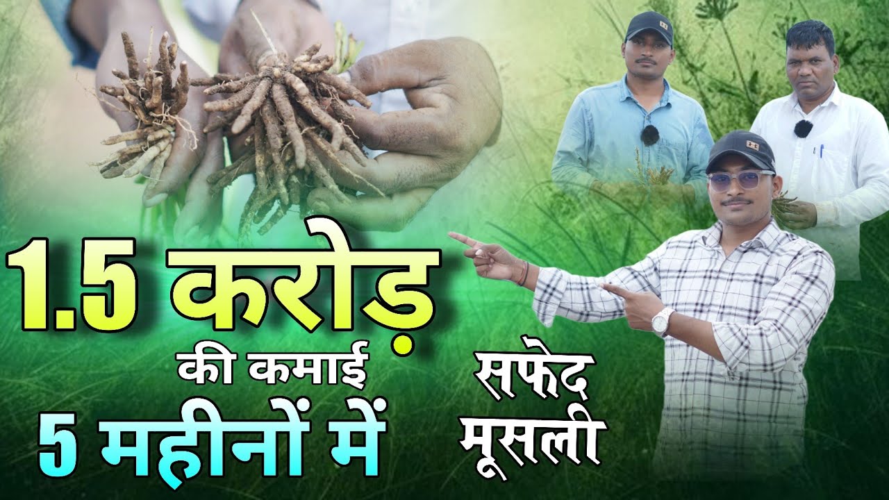 Safed Musli Farming Full Detail 💰।। सफेद मुसली की खेती करने का सही तरीका 🔥।। Ashish Dhakad 
