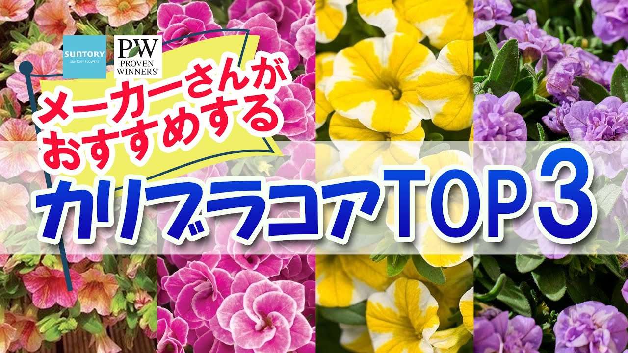 【2023春カリブラコア最新】なんと！PWさんとサントリースラワーズさんから、新品種を含む今年一押しのカリブラコアTOP3をお聞きする事ができたので、いち早く紹介したいと思います！