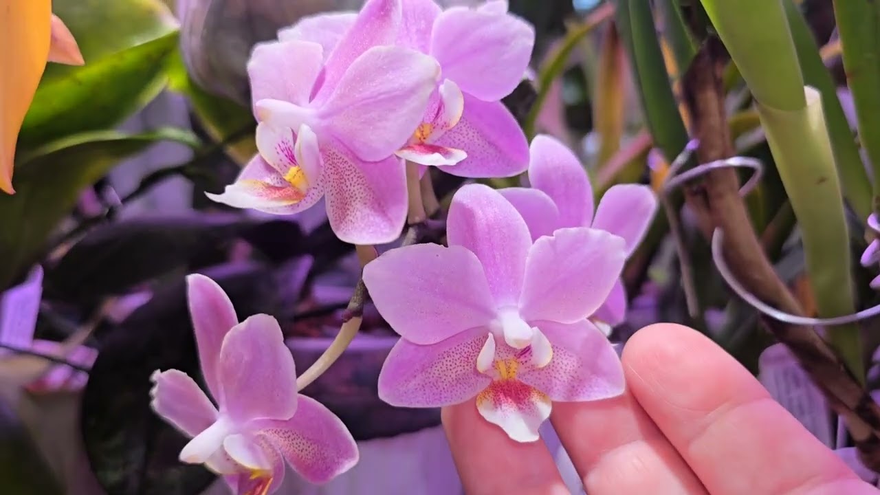 Phal Friday! Still doing same feeding! 