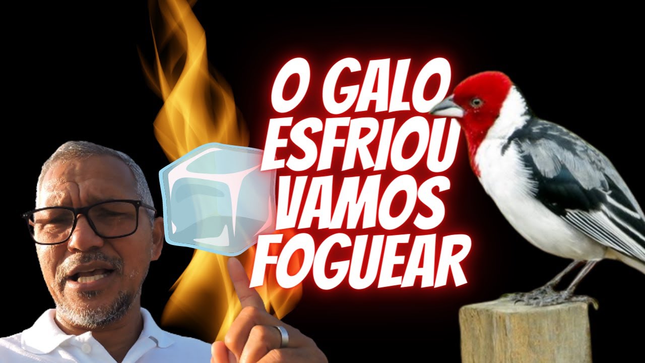 COMO LEVANTAR ORDEM DO GALO DE CAMPINA QUE ESFRIOU - GALO DE CAMPINA FRIO