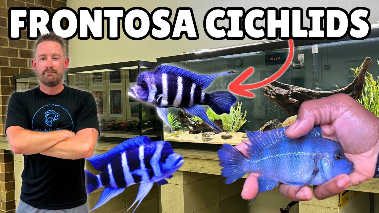Unboxing Beautiful Frontosa Cichlids | New Lake Tanganyika Aquarium!