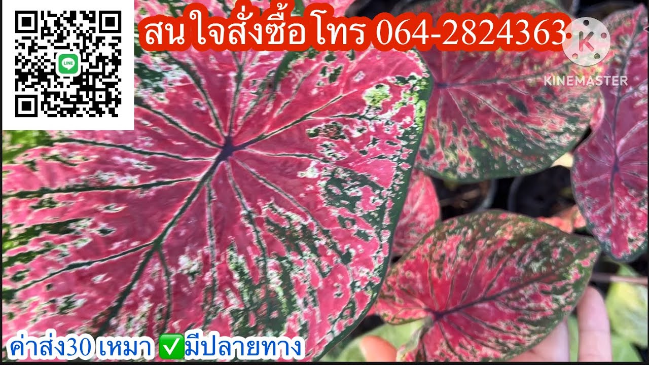 Эпизод 1287 ❤️Прекрасные каладиумы теперь можно приобрести вне витрины! ☎️Звоните по номеру 064-2...