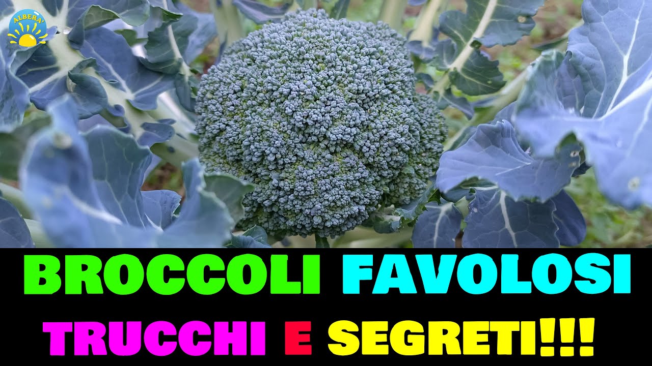 BROCCOLI favolosi, trucchi e segreti! (come avere tanti cavoli broccoli e cavolfiori belli e grandi)