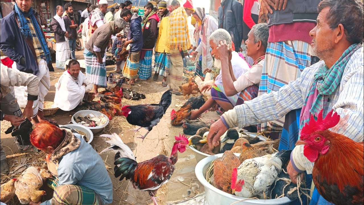 গ্রামের দেশী হাঁস-মুরগির জন্য অন্যতম সেরা এই হাট | Village Market | kalampur | Rezaul's Dream Vlogs 