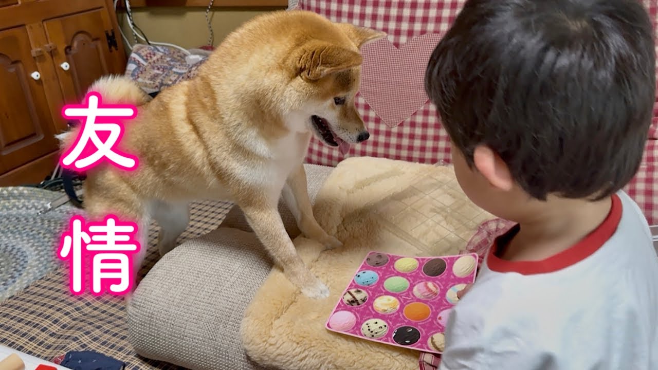 距離が縮まる瞬間に感動…子どもと柴犬の絆が愛おしすぎました