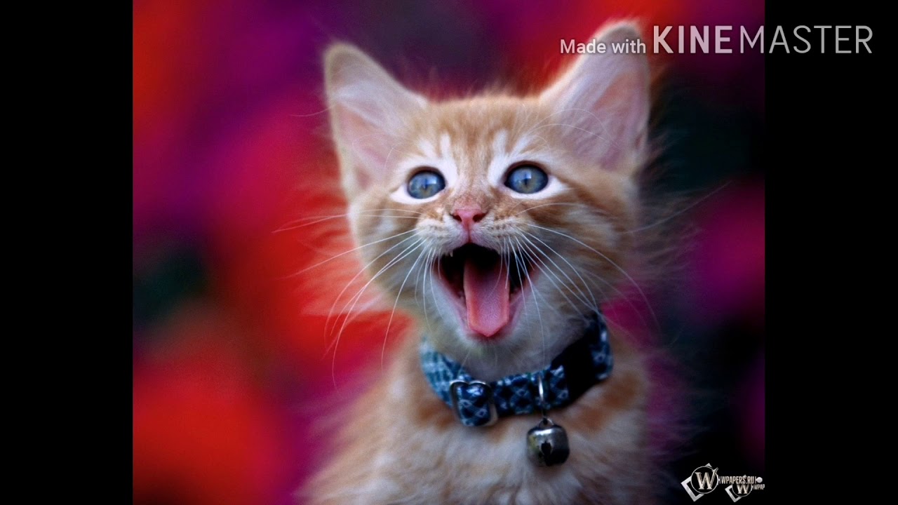 New sms tone 2020 /cat sms tone/new message tone