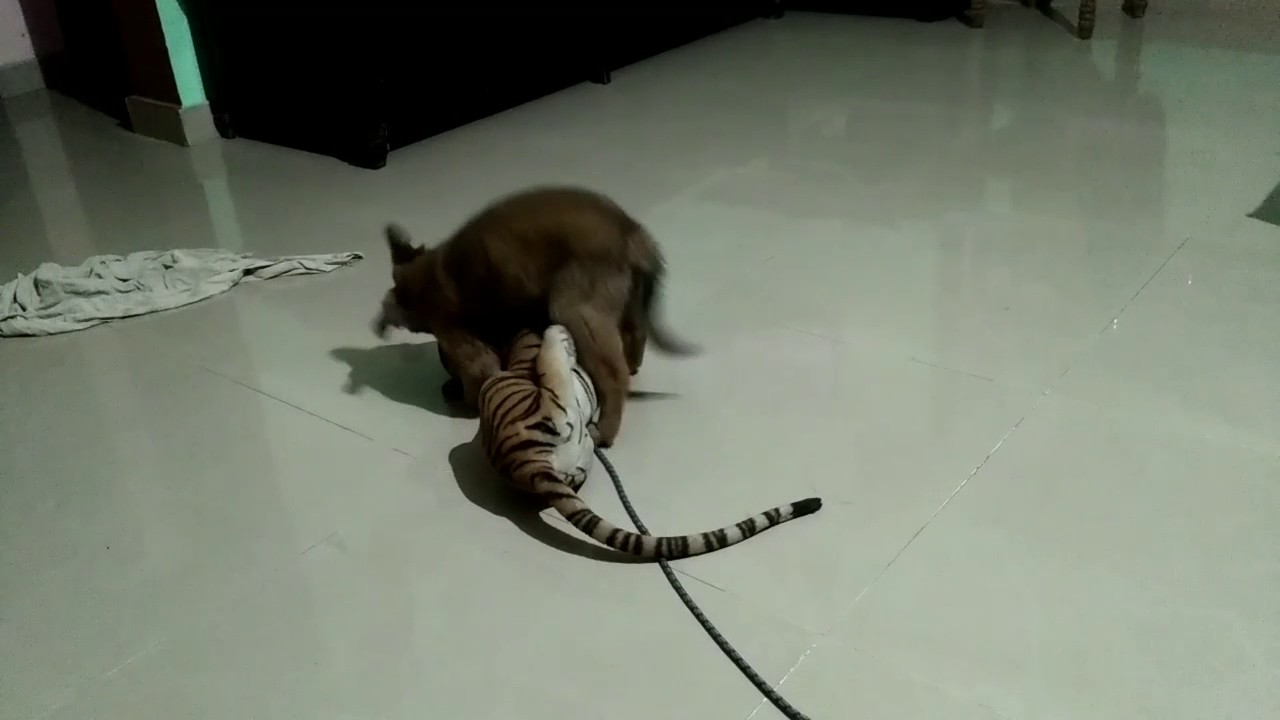 A Tiger killed by a pet dog......