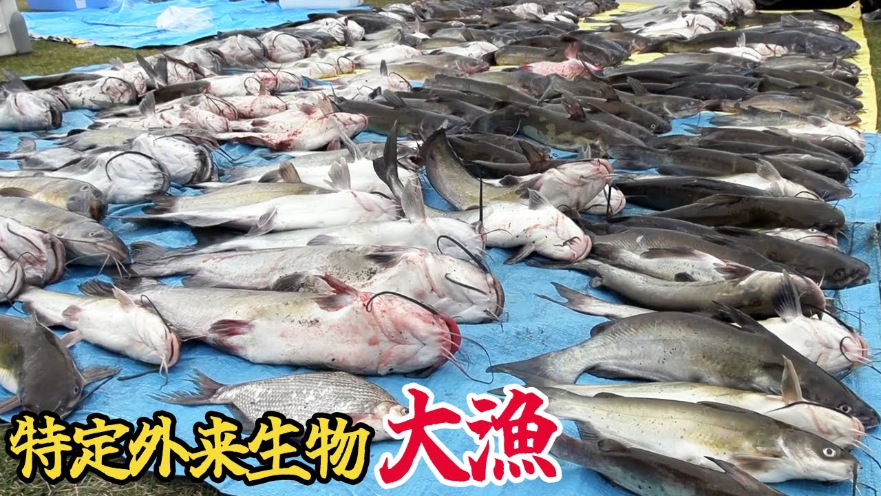 ついにぜんぶ抜いたか！？特定外来生物アメリカナマズを釣りに釣ったり、300匹！