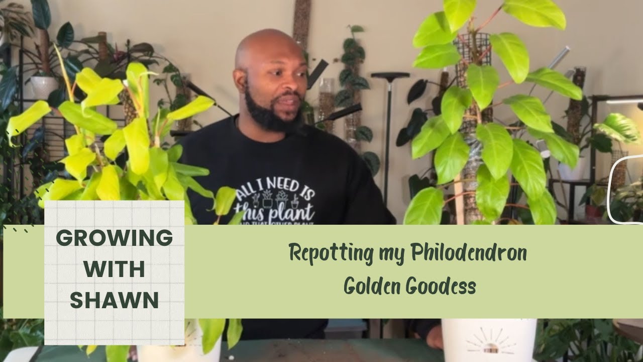 The Philodendron Golden Goddess