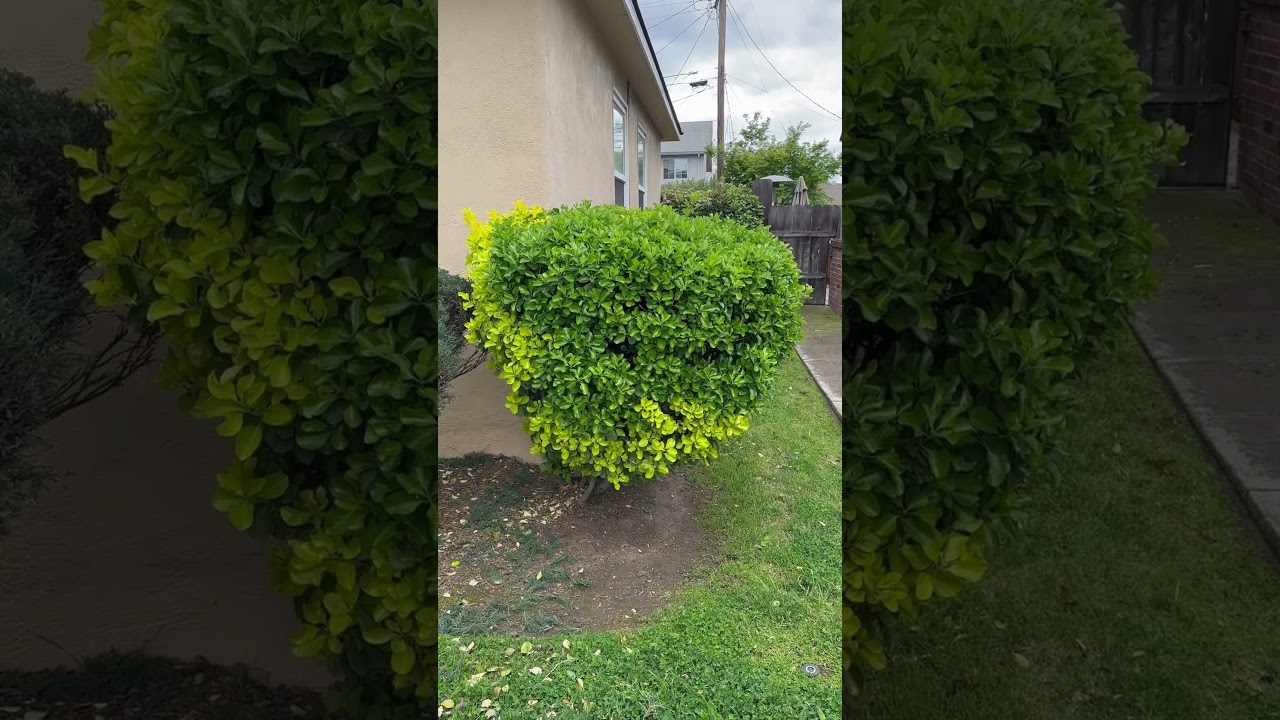 How to trim your bushes