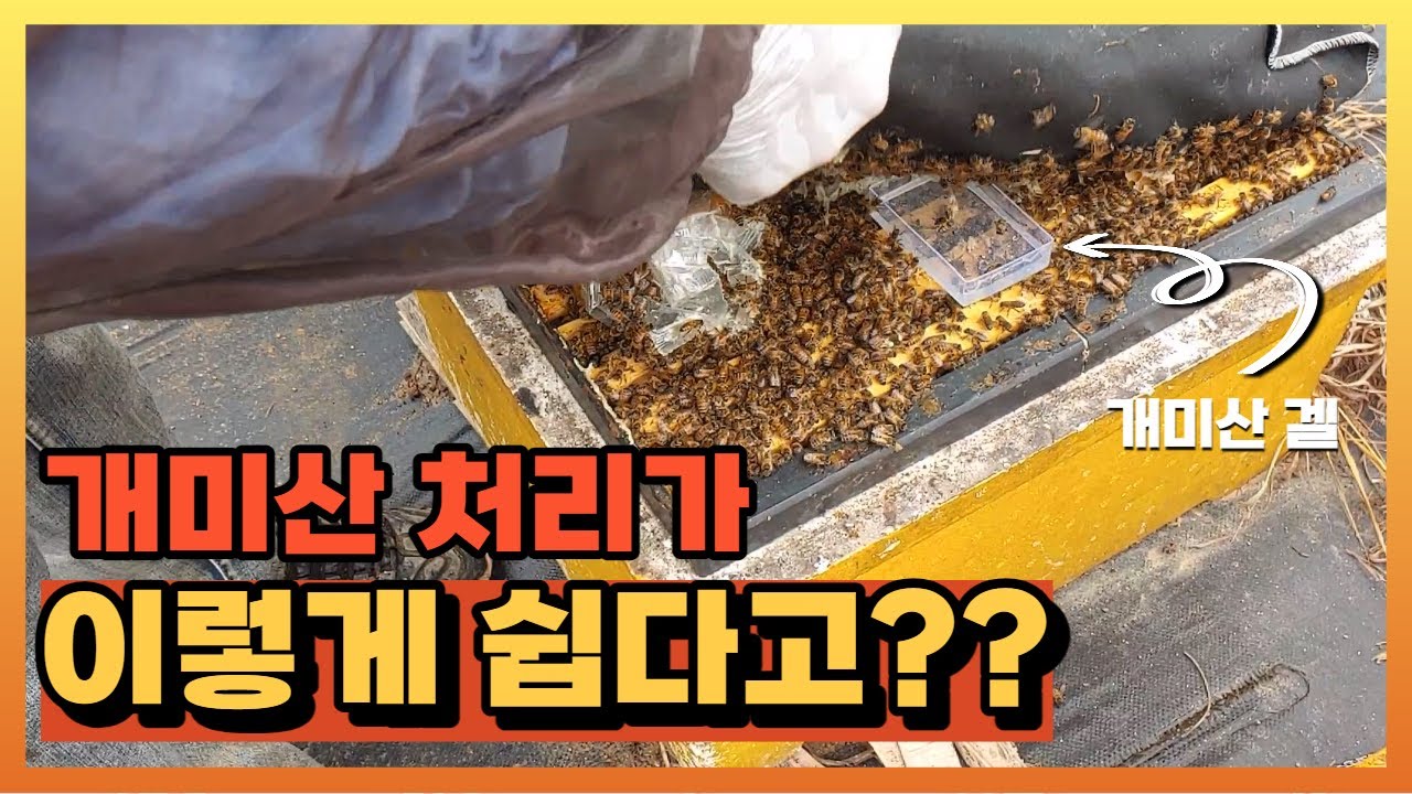 벌 피해 거의 없는 안전한 개미산 처리방법