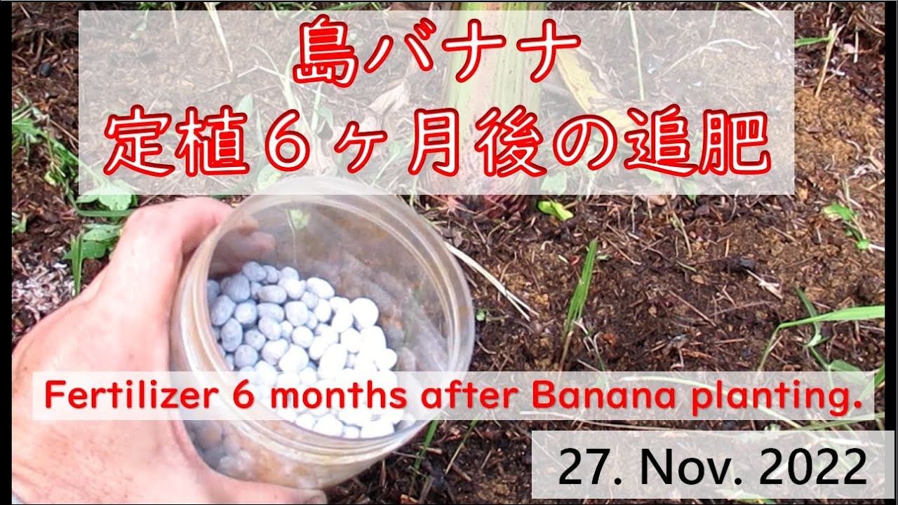 島バナナ 定植６ヶ月後の施肥　Fertilization 6 months after Banana planting